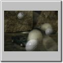 Hagel_22_A0.jpg